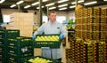 Man working with apples in crates and checking quality Royalty Free Stock Photo