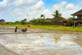 Man working Bali rice field Royalty Free Stock Photo