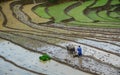 Farmer with buffalo on rice field