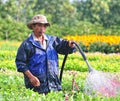 A man working on flower field in Sadek, southern Vietnam