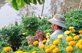 A man working at garden in Sadek, Vietnam