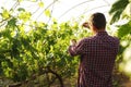 Man working with grape plants in greenhouse