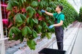 Man working in a greenhouse Royalty Free Stock Photo