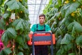 Man working in a greenhouse Royalty Free Stock Photo