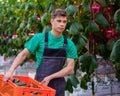 Man working in a greenhouse Royalty Free Stock Photo
