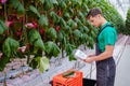 Man working in a greenhouse Royalty Free Stock Photo