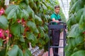 Man working in a greenhouse Royalty Free Stock Photo