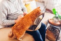 Man working online from home with pet using laptop. Ginger cat touching screen with paw playing with image on computer. Royalty Free Stock Photo