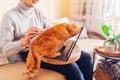 Man working online from home with pet using laptop. Ginger cat touching screen with paw playing with image on computer. Royalty Free Stock Photo