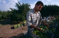 A man working in an orange grove, Palestine