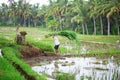 Man working on rice field near Ubud Royalty Free Stock Photo