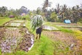 Man working on rice field near Ubud, Bali Royalty Free Stock Photo