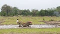 A man working in a rice field, Sri Lanka
