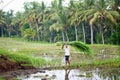 Man working on rice paddies near Ubud, Bali Royalty Free Stock Photo
