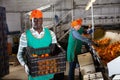 Man working on sorting line at fruit warehouse, stacking boxes with selected tangerines