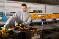 Man working on tangerines sorting line