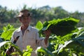 Man working at Tobacco Farm