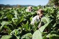 Man working at Tobacco Farm