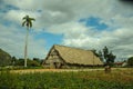 Man working on tobacco fields