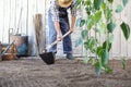 Man working in vegetable garden, hoe the ground near green plants Royalty Free Stock Photo