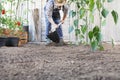 Man working in vegetable garden, hoe the ground near green plants Royalty Free Stock Photo