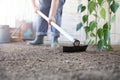 Man working in vegetable garden, hoe the ground near green plants, close up Royalty Free Stock Photo