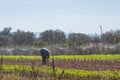 A man works in a beautiful field at Abruzzo Italy Royalty Free Stock Photo