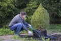 Man works in the garden. Gardener prepares tree for planting by cutting packaging young coniferous tree. Small Canadian spruce