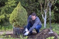 Man works in the garden. Prepares tree for planting by cutting packaging coniferous tree. Small spruce