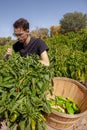 Man works during the New Mexico chiles harvest as he puts a Hatch Valley green chile pepper into crop basket Royalty Free Stock Photo