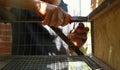 man works with pliers in the process of producing a cage for domestic quails Royalty Free Stock Photo