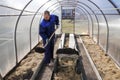 A man works in a vegetable garden in early spring. Digs the ground. Working in a greenhouse