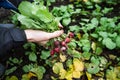 A man works in a vegetable garden, harvests fresh radish, spoiled by pests