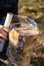 Man is wrapping a beech tree stub with clear film, protection of a mycelial inoculated stump in a mushroom farm