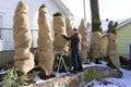 Man wraps bushes in burlap Royalty Free Stock Photo