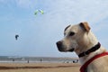 Man's best friend looks on as people kite surf