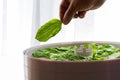 Man's hand holding fresh green basil leaf over herb dryer