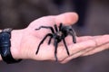 Man& x27;s hand holding hairy wild black tarantula Royalty Free Stock Photo