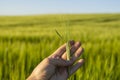 Man& x27;s hand holding spikelet of barley against fertile field of barley and blue sky. Royalty Free Stock Photo