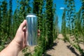 A man& x27;s hand holds a clean aluminum beer can without a logo on the background of a field of hops