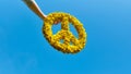 A man's hand holds a crown of yellow dandelions, isolated in the clear bright blue sky. Symbol of peace. Royalty Free Stock Photo