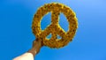 A man's hand holds a crown of yellow dandelions, isolated in the clear bright blue sky. Symbol of peace, freedom. Royalty Free Stock Photo