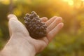 A man's hand holds out a bunch of dark ripe freshly picked grapes towards the sunset