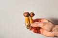 Man& x27;s hand holds two edible polish mushrooms with brown caps and yellow stems on a white background. Autumnal