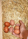 man& x27;s hand picking up chicken eggs from the hay, rural scene