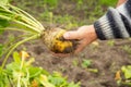 in a man& x27;s hand sugar beet with tops. harvesting in autumn