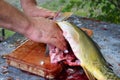 Man& x27;s hands cutting and cleaning raw fish with a knife on a table. Large mirror carp. Preparing fresh river fish for cooking