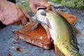 Man& x27;s hands cutting and cleaning raw fish with a knife on a table. Large mirror carp. Preparing fresh river fish for cooking Royalty Free Stock Photo