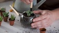 Man's hands embed a Lophophora, spineless, button-like cacti in soil.