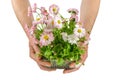 Man& x27;s hands hold pink blooming daisy seedling in plastic container isolated on white background. Royalty Free Stock Photo